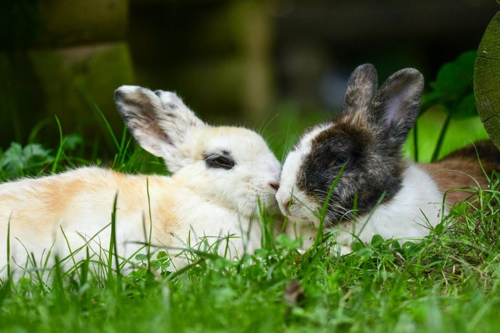 Two rabbits lying together on lush green grass, creating a peaceful and intimate scene.