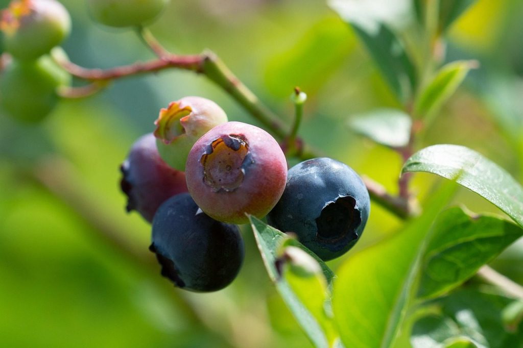 blueberries, garden, in the garden, maturation process, tire, nature, kitchen garden, berry, berry blue, berry fruit, summer, close up