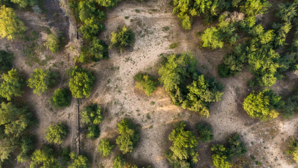 Scenic aerial view of sparse woodland in Senegal with sandy clearings
