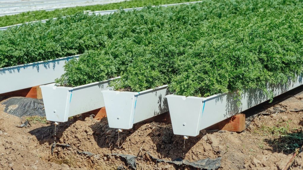 Vibrant green carrot plants thriving in white outdoor planters under sunlight.