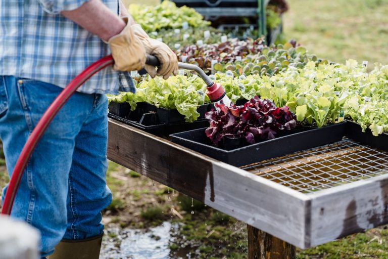 Crop anonymous adult male gardener in checkered shirt and jeans watering green fresh organic lettuce placed in boxes on farmland in daytime