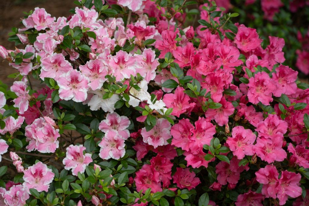 a bush of pink and white flowers with green leaves