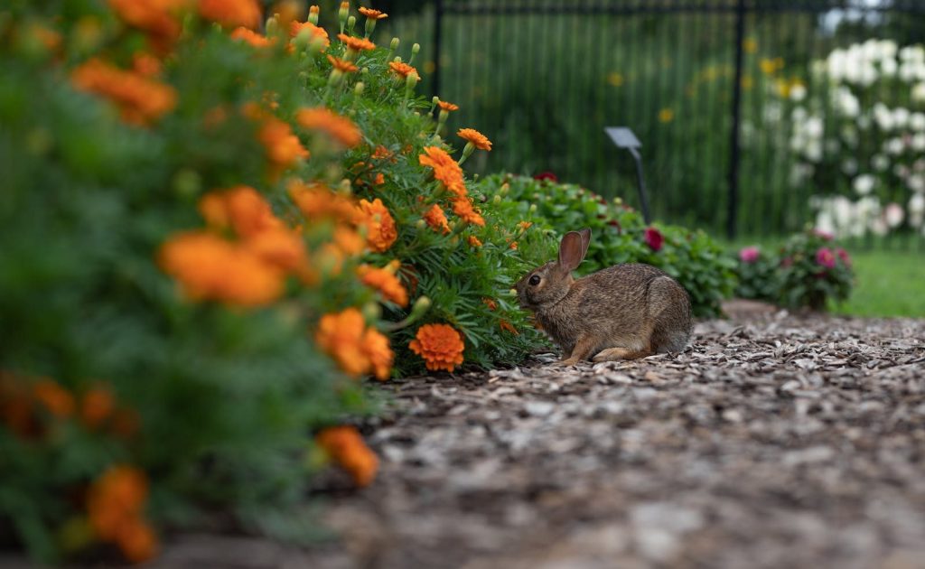 A rabbit exploring bright marigold flowers in a peaceful garden.