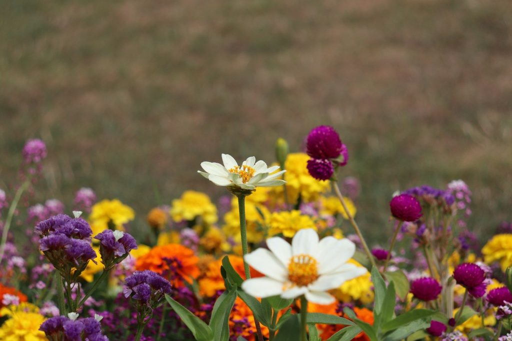 A bunch of flowers that are in the grass