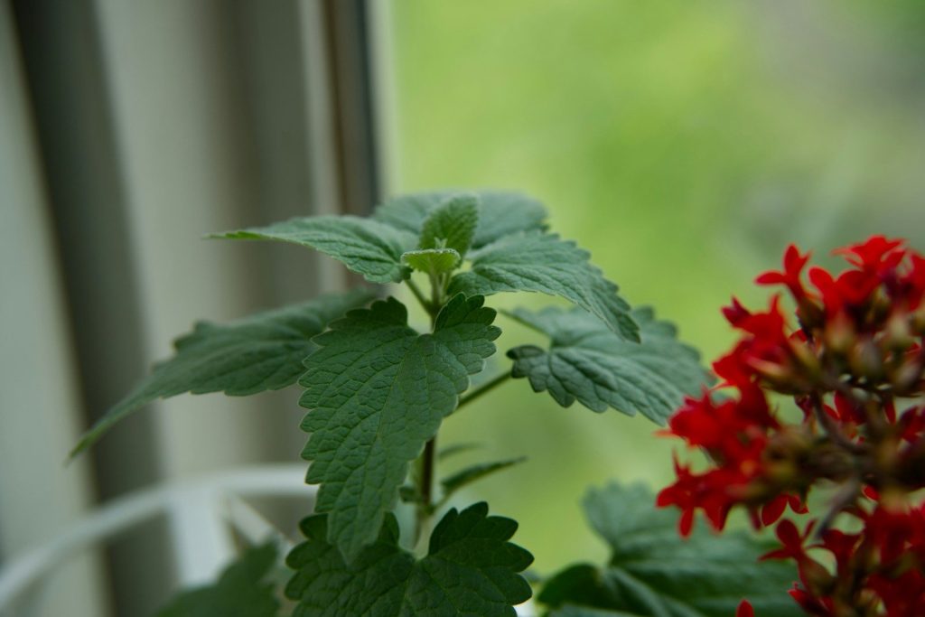 Green plant leaves next to red flowers