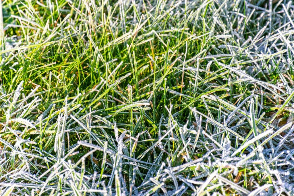 Frost covers green grass on a cold morning.