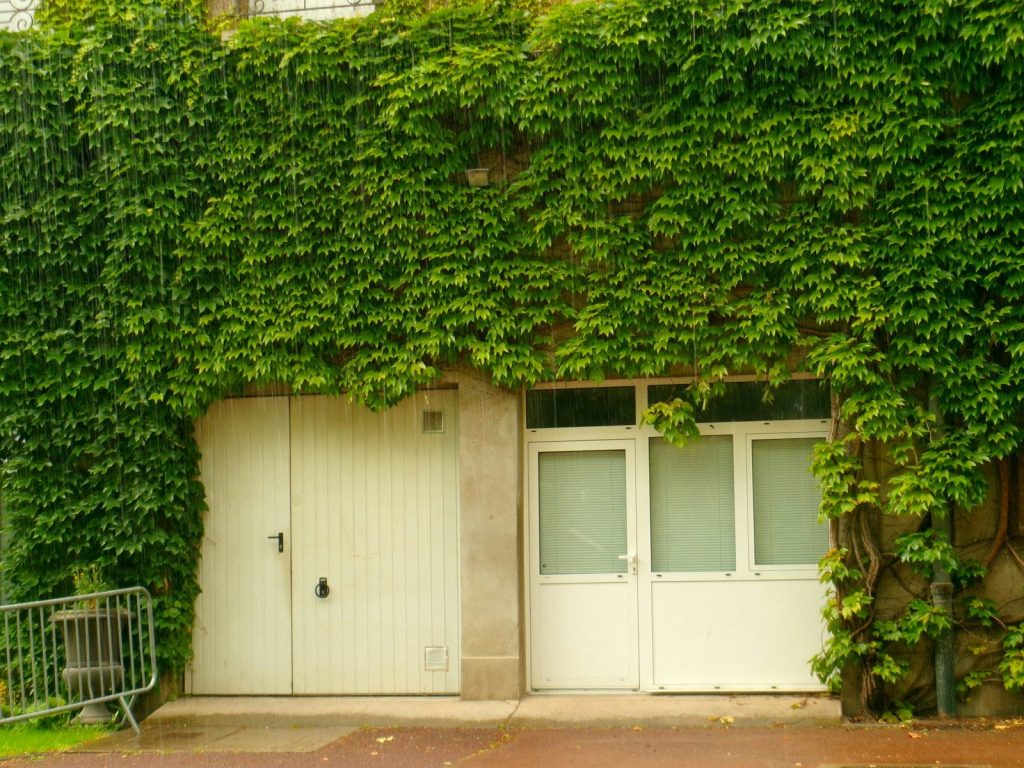 Green ivy covers a building with white doors and windows.