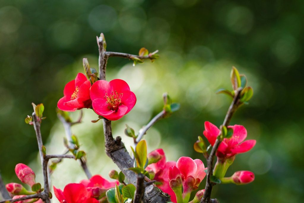 a close up of a tree with red flowers