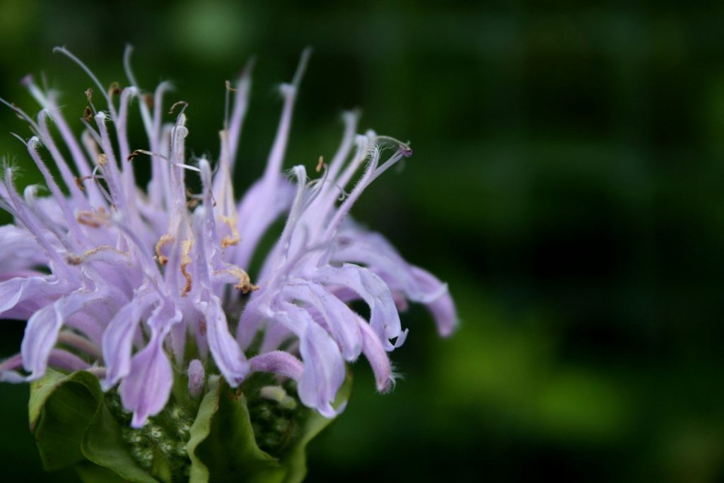 a bee on a flower