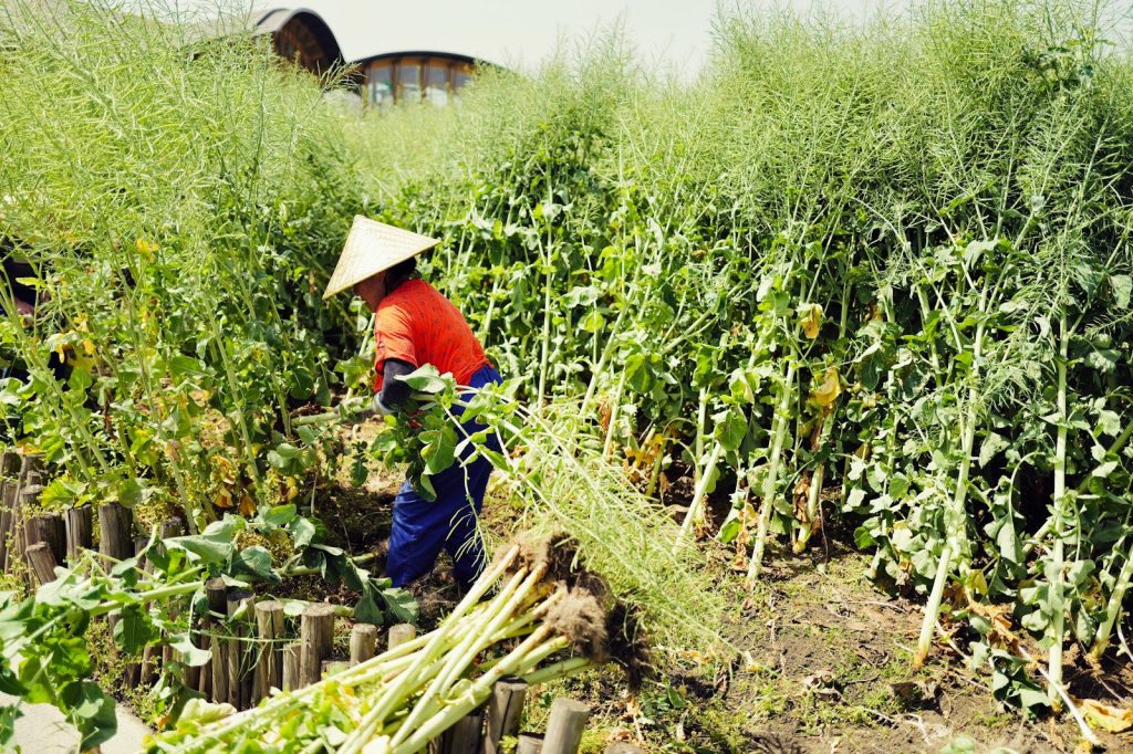 Farmer works in the green field with hat.
