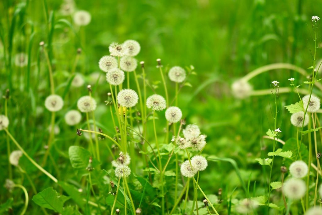 a bunch of dandelions that are in the grass