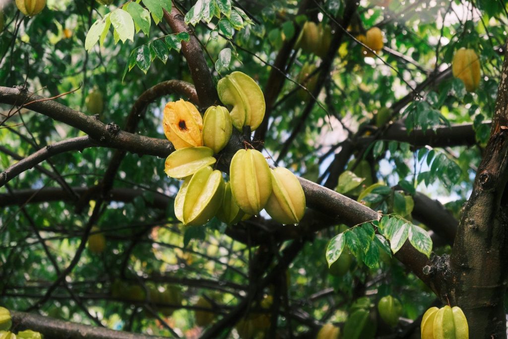 Star fruits growing on a tree branch