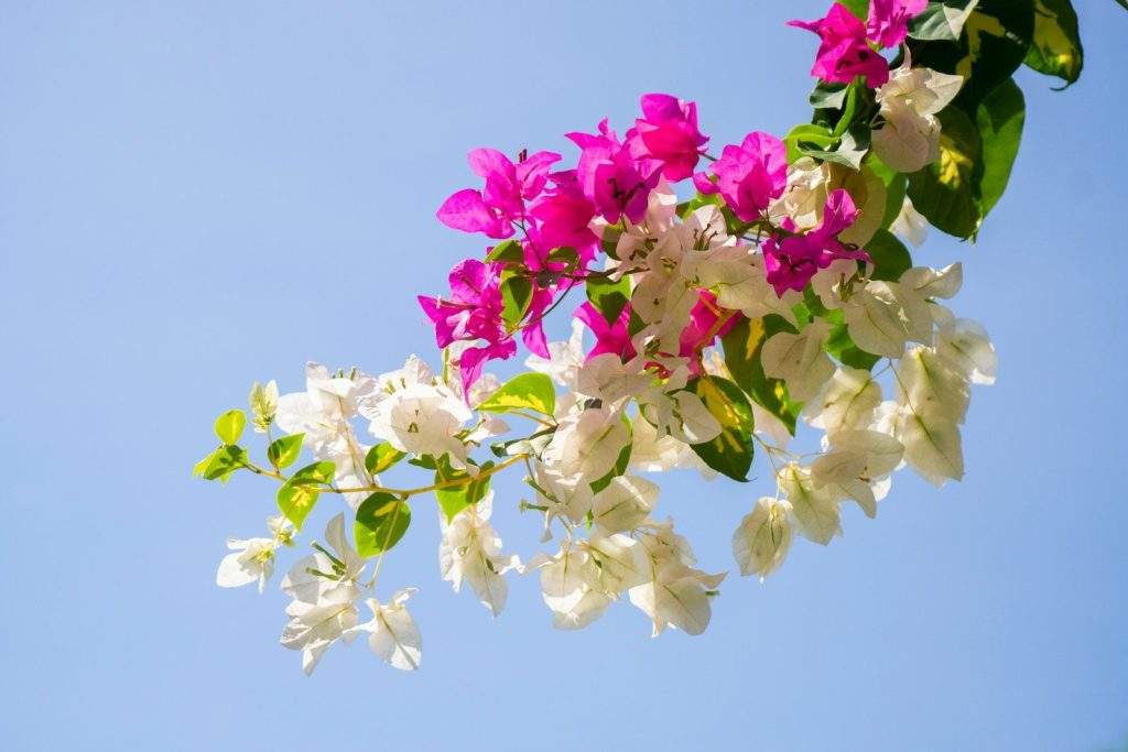 purple and white flowers against a blue sky