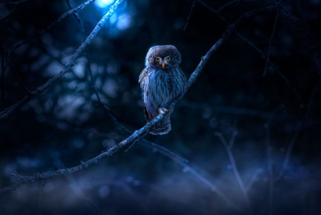 Captivating close-up of a Eurasian pygmy owl perched on a branch in a mysterious nighttime setting.