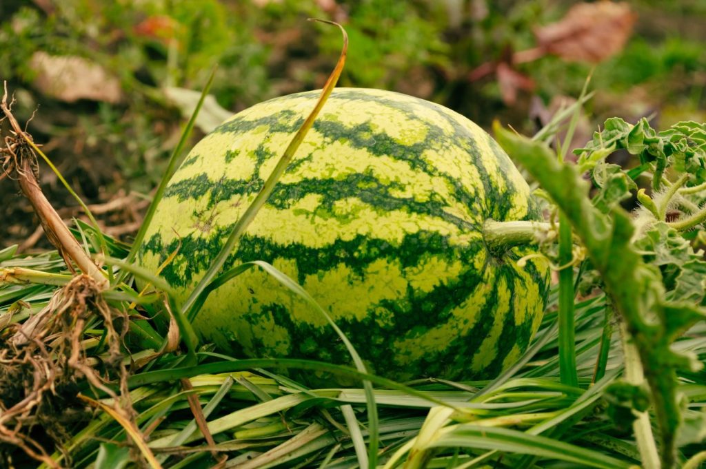 Close-up of a ripe, organic watermelon on the ground in Tanzania, showcasing its green stripes and natural setting.