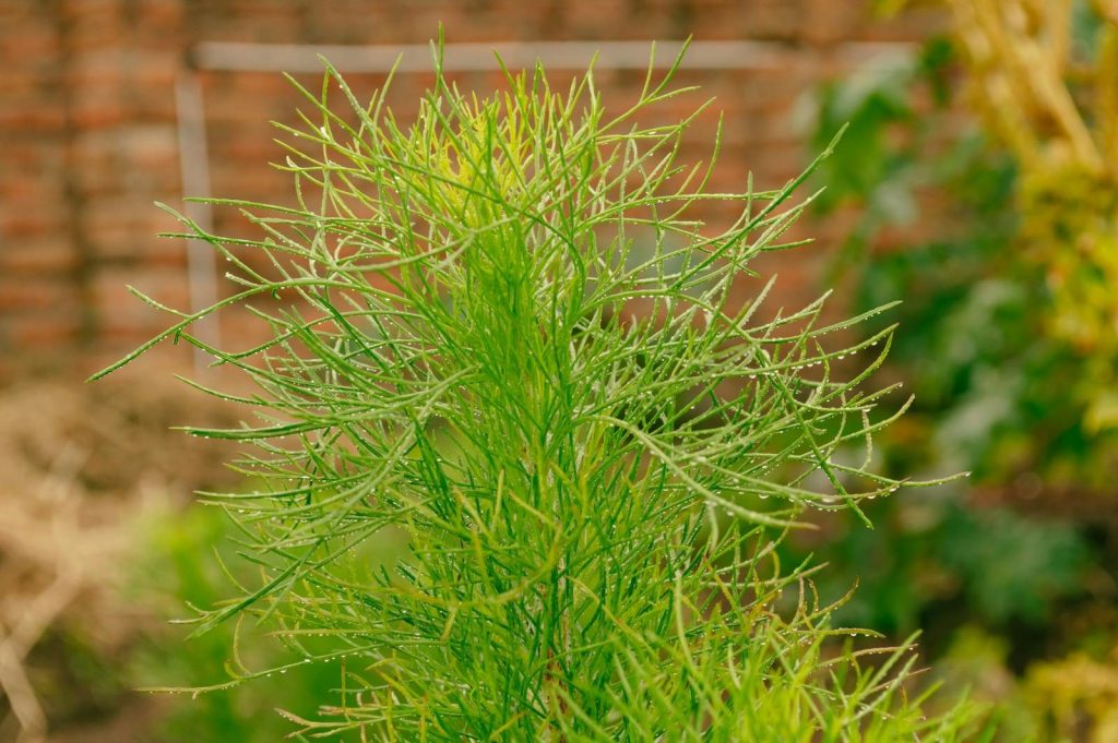 Close-up of a vibrant green plant with delicate dewdrops, showcasing natural beauty and freshness.