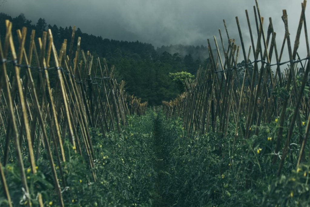 A lush agricultural field with wooden stakes set against a misty mountain backdrop in Indonesia.