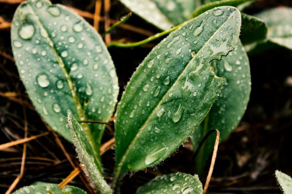 Vibrant close-up of fresh green leaves with dew drops in a garden setting.