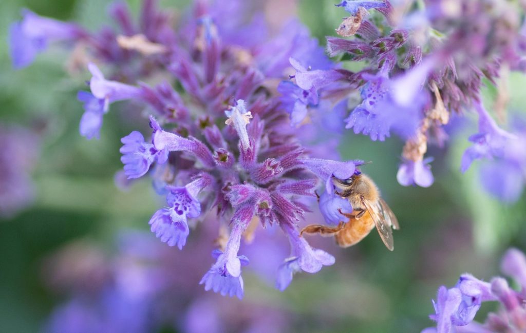 A bee gathers nectar from vibrant purple flowers in this striking macro shot.