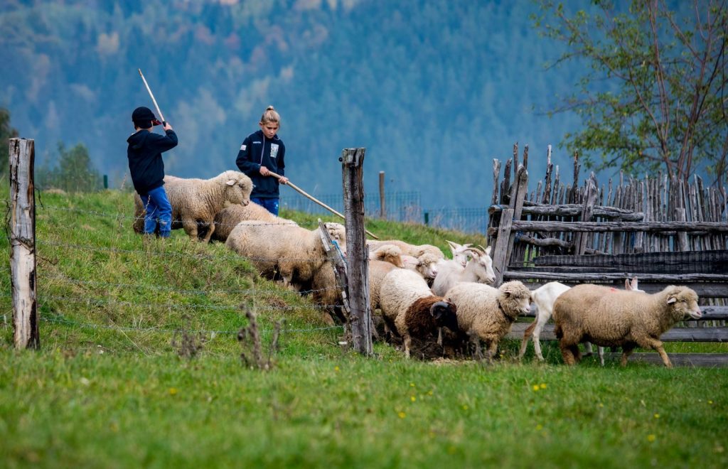 Children guiding sheep and goats on a farm in Brașov, Romania.