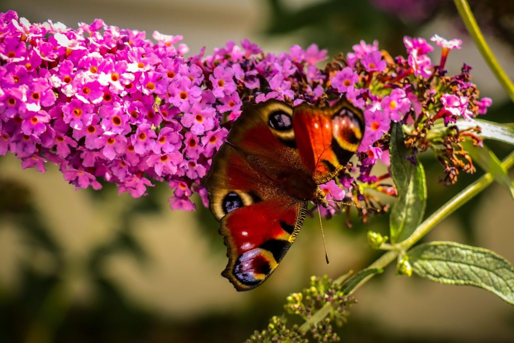 Vibrant peacock butterfly perched on colorful Buddleia flowers in sunlight.
