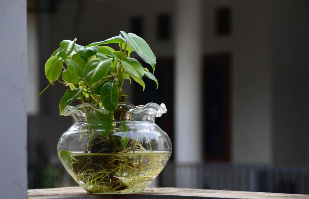 Lush houseplant in a clear glass vase, showcasing vibrant growth on a sunny balcony.