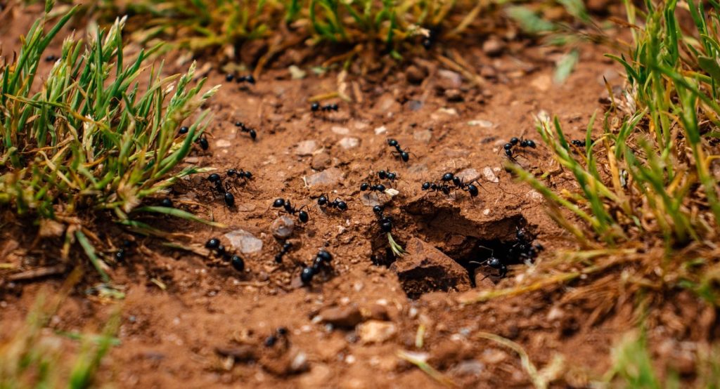 Intricate ants' activity captured on earthy soil near grass patches.