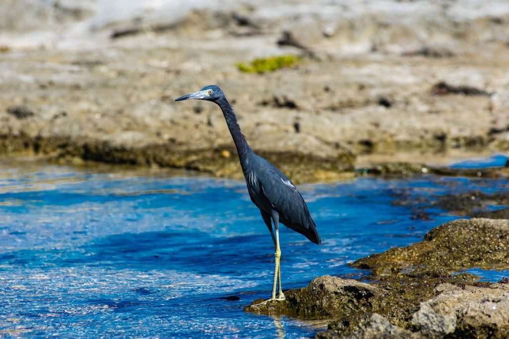 A little blue heron stands gracefully on a rocky shoreline, captured in a close-up.