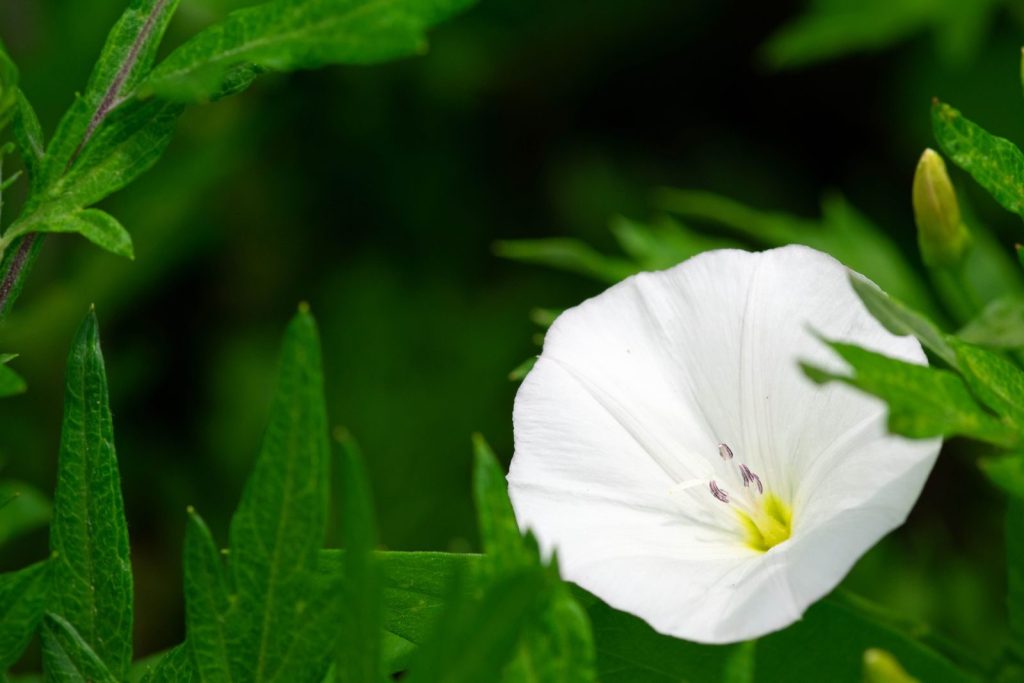 A delicate white moonflower blooming amidst vibrant green leaves in a serene garden setting.