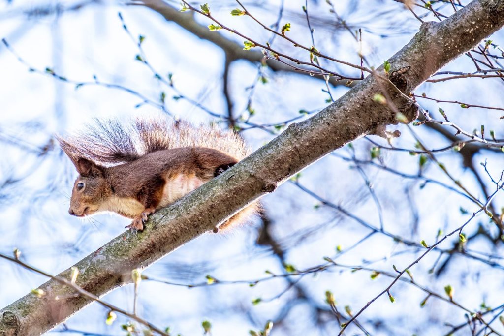 A red squirrel perched on a tree branch in a bright spring forest setting.