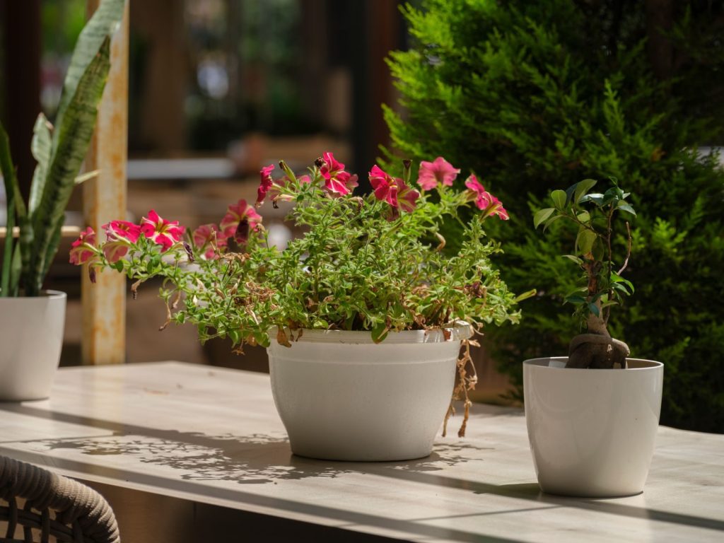 Vibrant pink flowers bloom in white pots on a sunlit wooden table, adding a touch of nature to the decor.