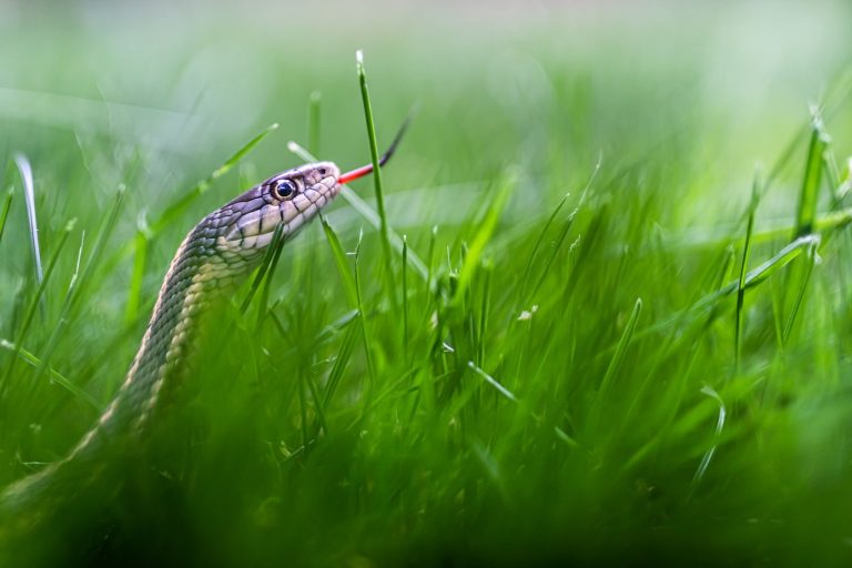 Intimate portrait of a snake slithering through vivid green grass, showcasing wildlife beauty.