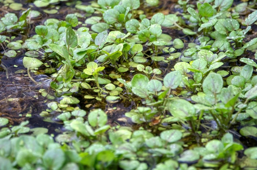 Lush watercress growing in a Beaver, MN marsh, showcasing vibrant green leaves and wetland environment.