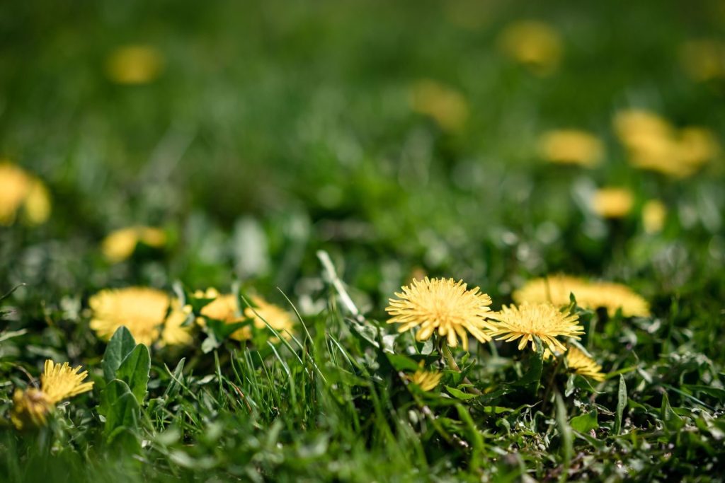 Vivid dandelions bloom among lush green grass in a sunlit meadow.