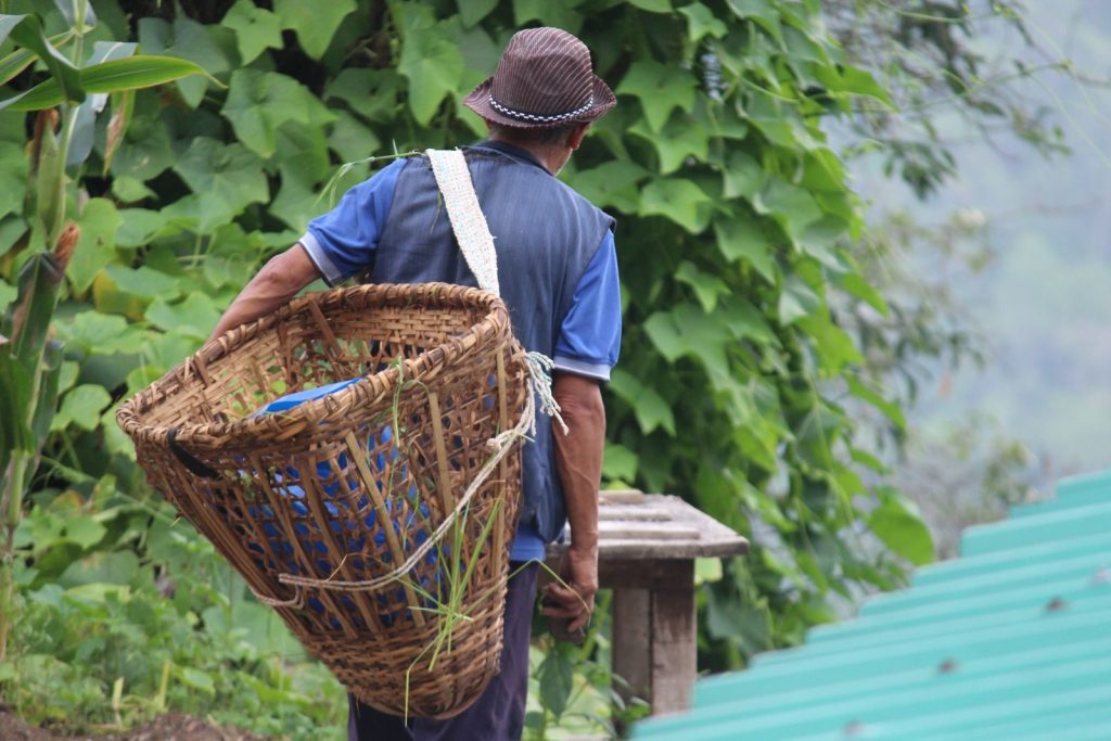 A man in a hat carrying a large wicker basket through lush rural countryside, showcasing agriculture life.