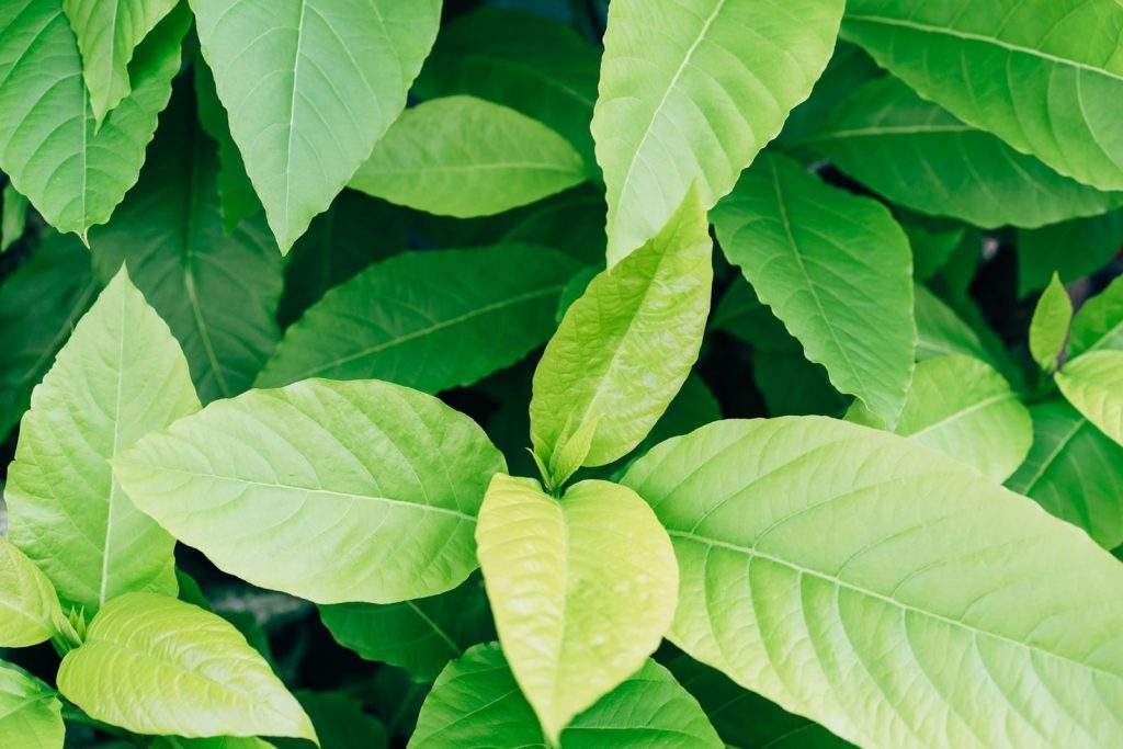 Vibrant green leaves in detail, showcasing natural foliage texture and color.