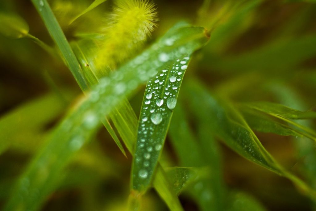 Macro shot of dew droplets on lush green leaves, showcasing freshness and natural beauty.