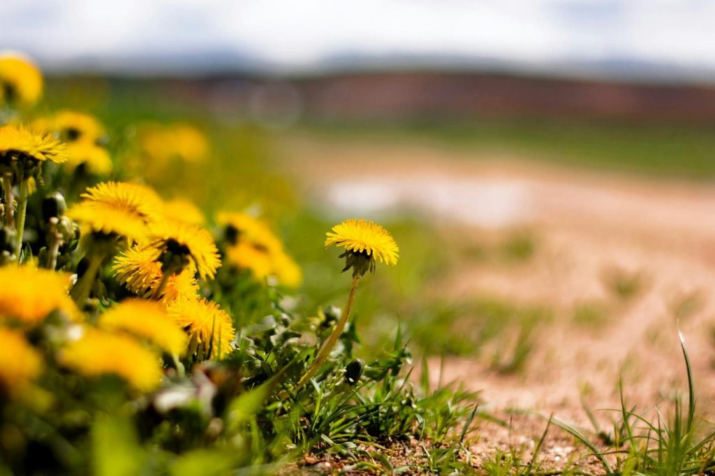 Vibrant yellow dandelions blooming in a grassy field on a sunny day.