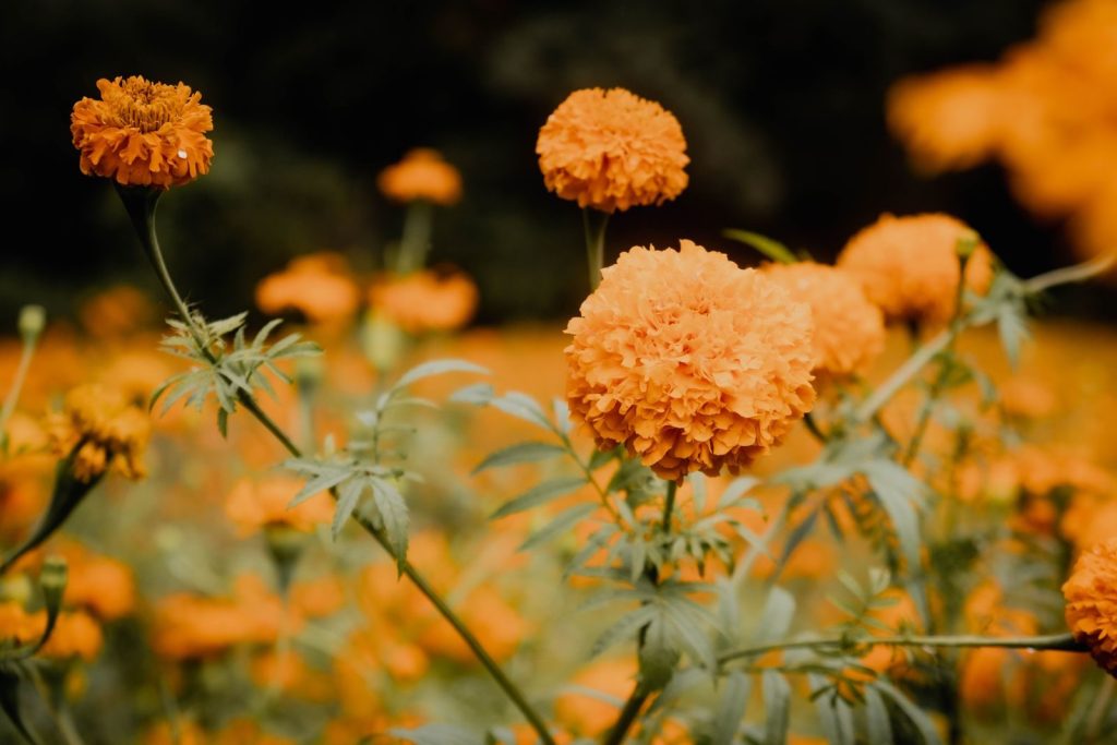 Beautiful close-up of orange marigold flowers in full bloom outdoors.