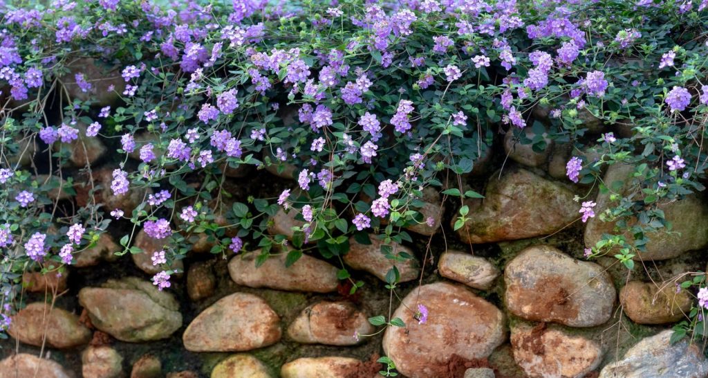 Beautiful purple flowers cascading over a rustic stone wall, creating a serene outdoor scene.