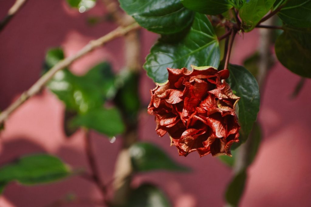 A dried red rose in focus against a blurred leafy background outdoors.
