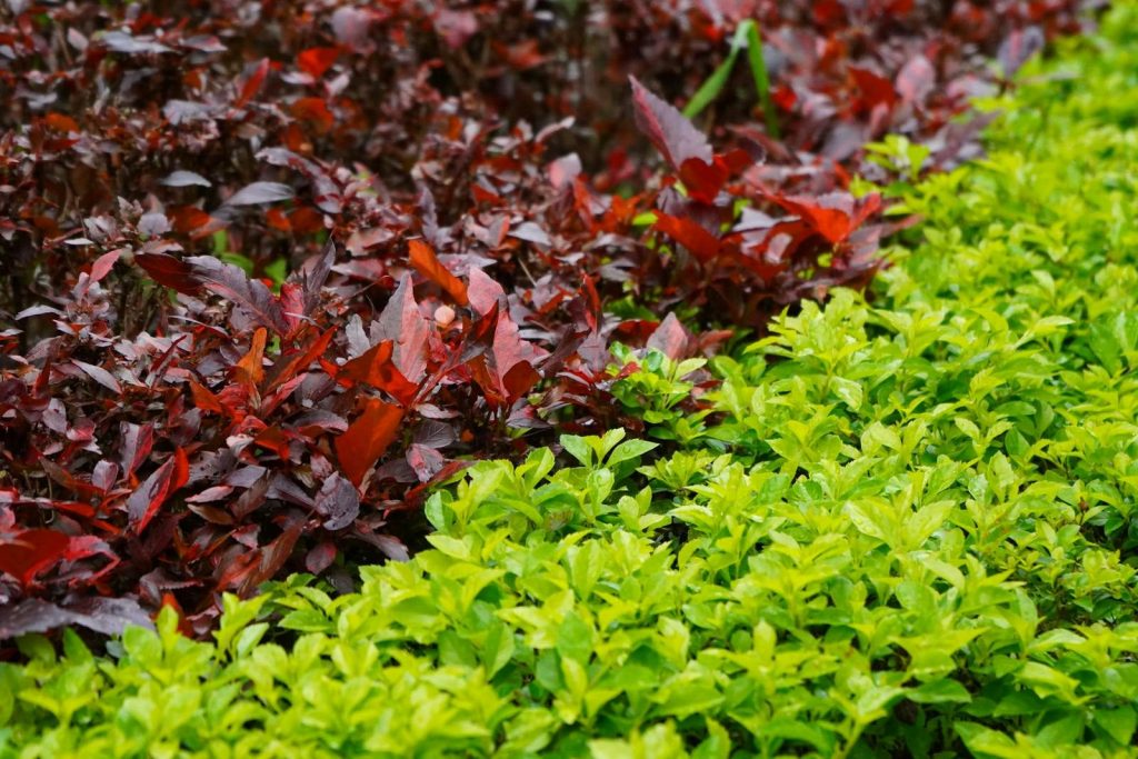 Close-up of vibrant red and green foliage, showcasing lush garden plants and contrasting colors.