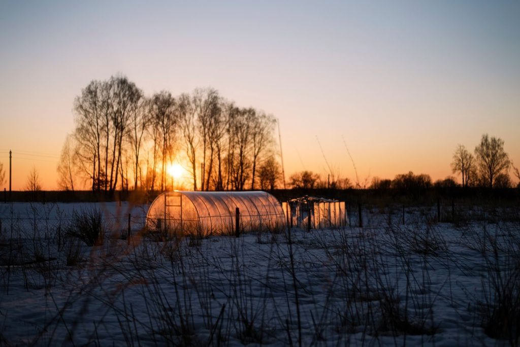 A serene winter sunrise over a snowy countryside with a glowing polytunnel and silhouetted trees.
