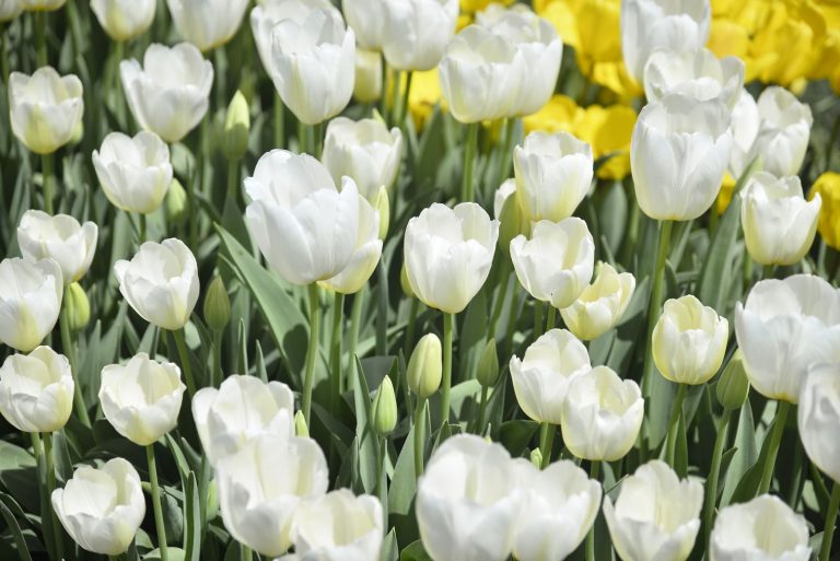 A vibrant display of white tulips blooming under the spring sun in İstanbul's fields.