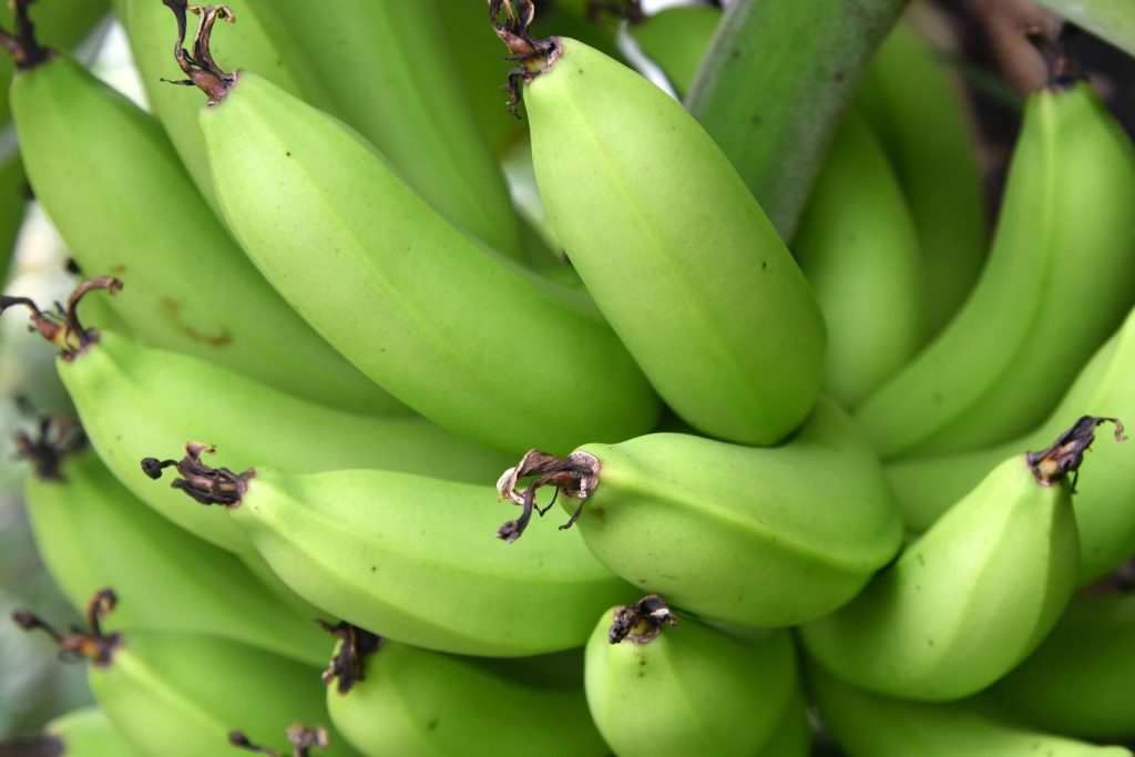 Vibrant green bananas growing on a tree showcasing tropical freshness and nutrition.