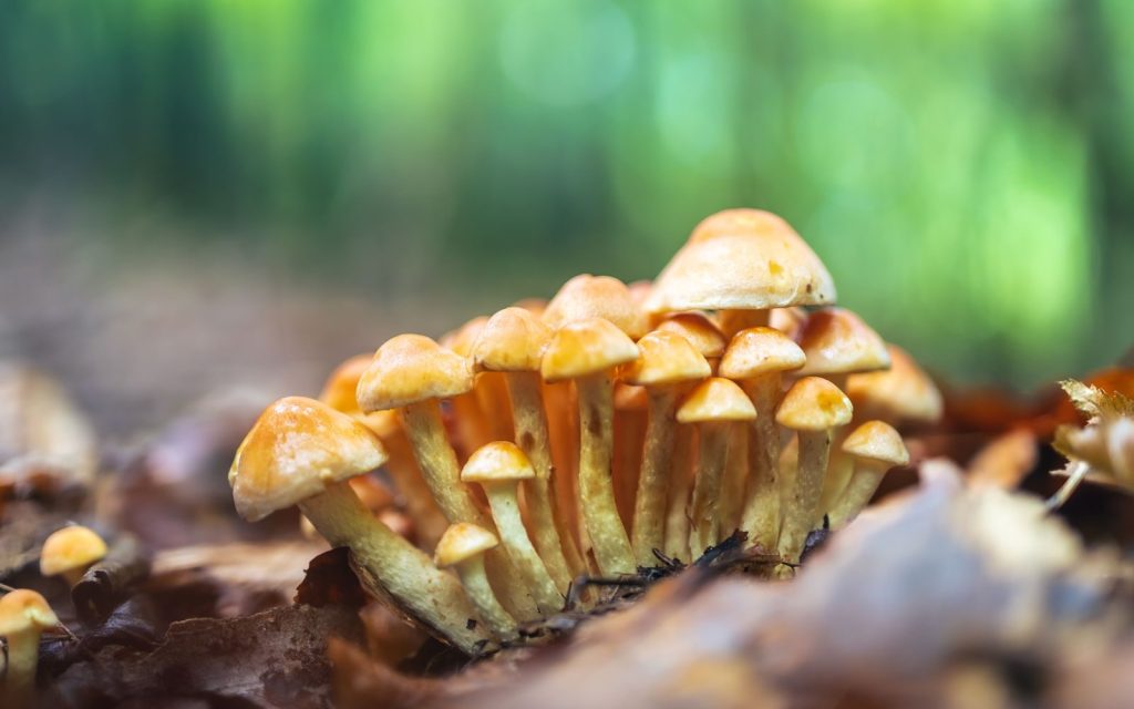 Close-up of a honey mushroom cluster growing on a forest floor in autumn.