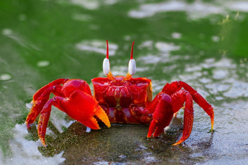 Close-up of a vibrant red crab on a wet sandy beach, showcasing its vivid colors and detail.
