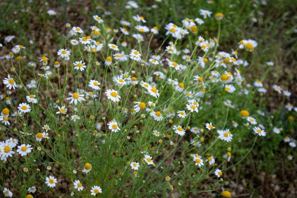Beautiful chamomile flowers blooming in a lush field in Elâzığ, Türkiye.