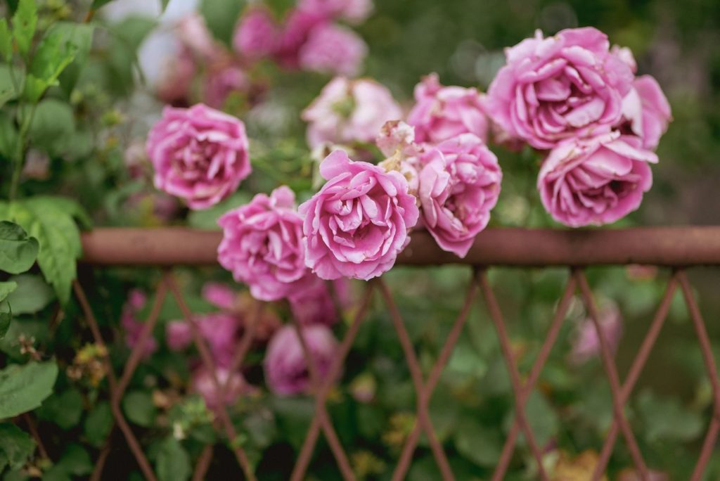 Lush pink roses blooming against a rustic metal fence in a summer garden setting.