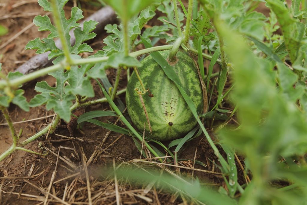 A close-up of a green watermelon growing in a field in Garešnica, Croatia.